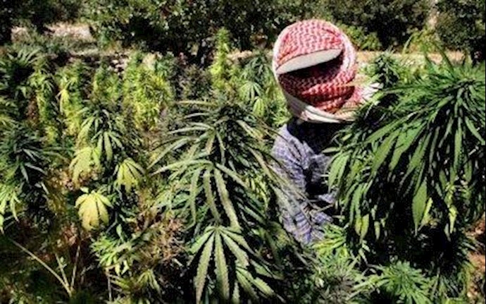 حزب الله يرفع أرباحه من الحشيش بينما تغرق سوريا بدماء شعبها
