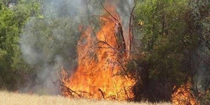 حرق في غابات محافظة کلستان