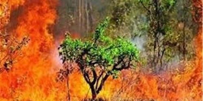 حرق 20 هکتارا من غابات مدينة نور