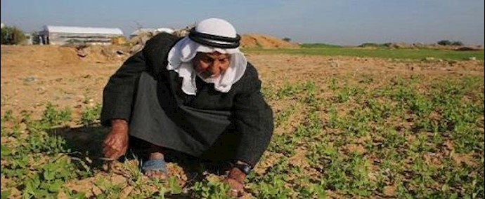 اسرائيل ستستورد من غزة خضروات وفواکه للمرة الاولی منذ 2007