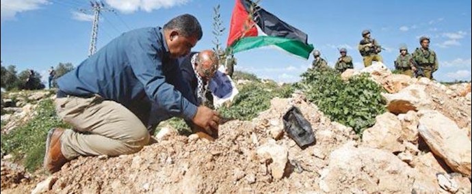 فلسطينيون يزرعون أشجار زيتون في ذکری مقتل ناشطة أميرکية