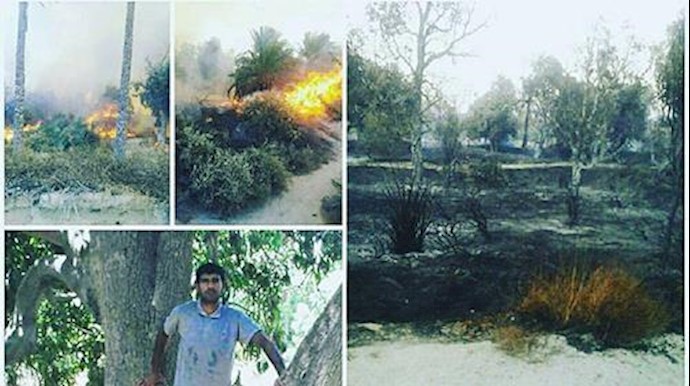 ايران .. حريق في کبری حديقة مانجو في ميناب