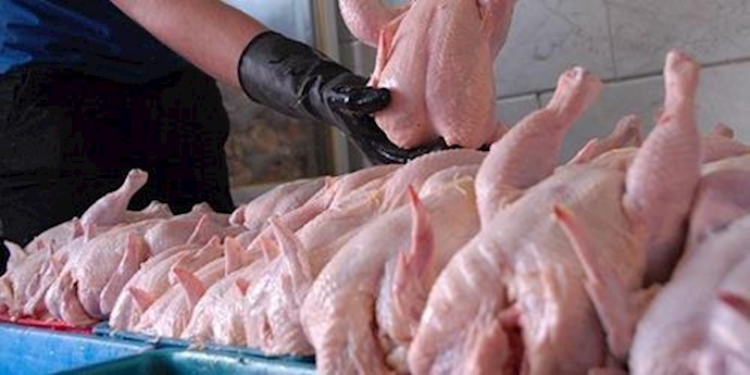 إرتفاع سعر الدجاج عشية عيد نوروز