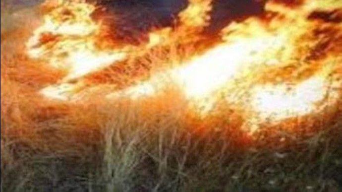 الحريق يبتلع 30هکتارا من بساتين النخيل في «عنبرآباد» بمحافظة کرمان