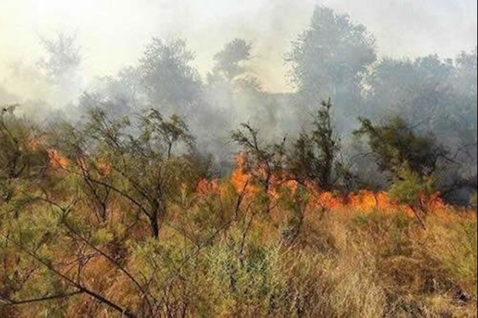 ألسنة النيران تلتهم غابات البلوط في محافظة فارس