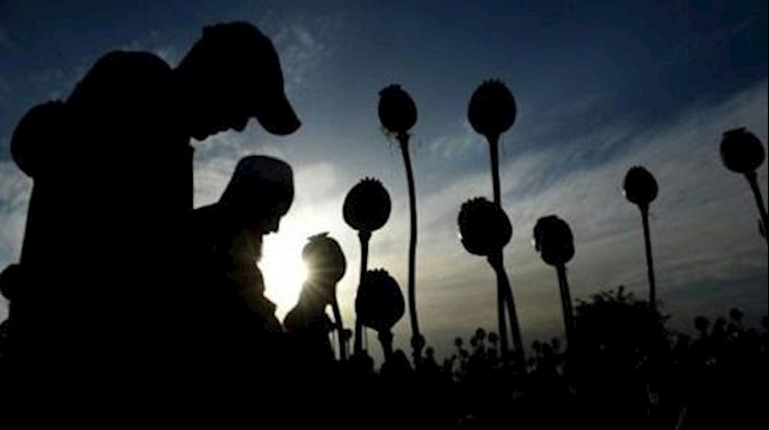 محصول الأفيون في أفغانستان وصل إلی مستويات قياسية
