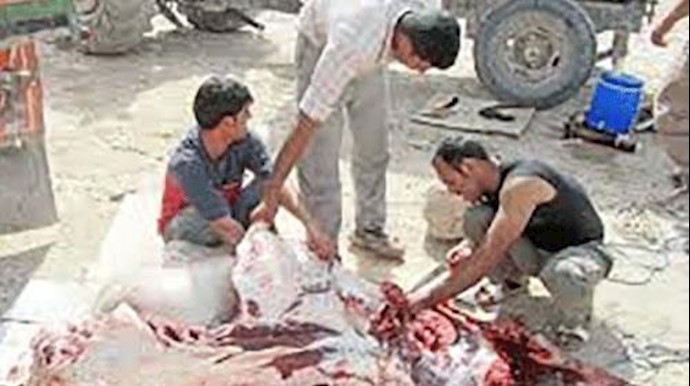 ايران.. اصابة عمال مجزرة في زاهدان بمرض حمی القرم- الکونغو النزفية