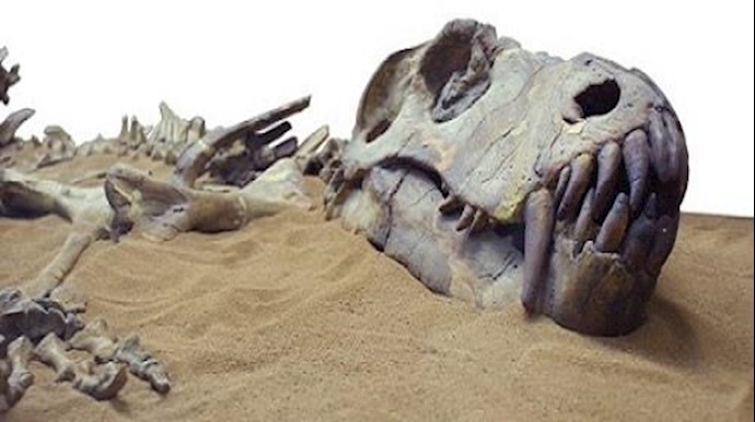 "اکتشافٌ مبهر" بالمغرب.. هکذا يبدو آخر ديناصورات إفريقيا قبل انقراضه.. ذراعاه قصيرتان للغاية