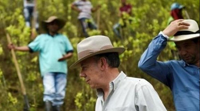 الرئيس الکولومبي يطلق رسميا خطة استبدال زراعات الکوکا