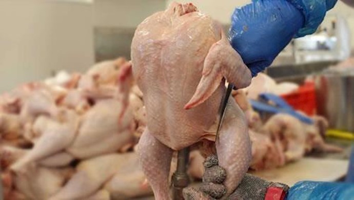 إيران..إرتفاع أسعار الدجاج الی نحو 8 آلاف تومان
